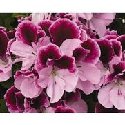 Geranium Regal 'Elegance Purple Majesty'