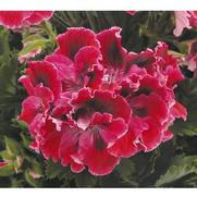 Geranium Regal 'Elegance Red Velvet'