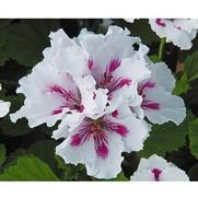 Geranium Regal 'Elegance Royalty White'