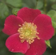Rosa 'Oso Easy Cherry Pie' Rosa 'Oso Easy Cherry Pie'