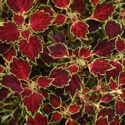 Coleus TrailBlazer 'Glory Road'