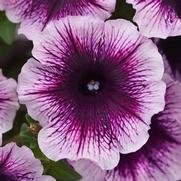 Petunia 'Headliner Blackberry Vein'