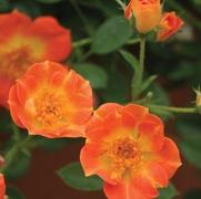 Rosa 'Oso Easy Paprika' Rosa 'Oso Easy Paprika'