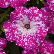 Petunia 'Headliner Pink Sky'