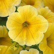 Petunia hybrid 'NewBee'