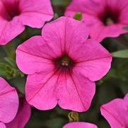 Petunia hybrid 'Starlet Pink'