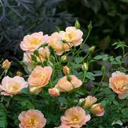 Rosa 'Oso Easy Peachy Cream' Rosa 'Oso Easy Peachy Cream'