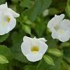 Torenia hybrid 'Summer Wave Bouquet White'