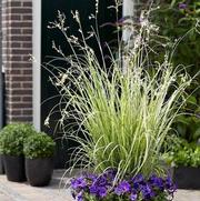 Chlorophytum saundersiae 'Starlight'