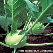 Kohlrabi Brassica 'Quickstar'