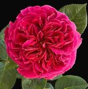 Rosa 'Falstaff' Rosa 'Falstaff'