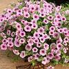 Petunia 'Surfinia Pink Vein'