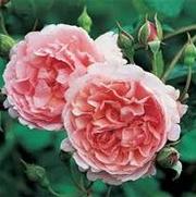 Rosa 'Strawberry Hill'