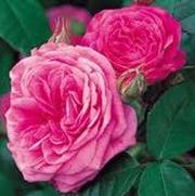 Rosa 'Gertrude Jekyll'