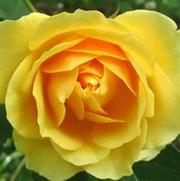 Rosa 'Graham Thomas' Rosa 'Graham Thomas'