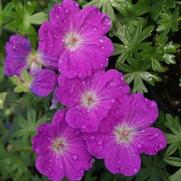 Geranium sanguineum 'Max Frei' Geranium sanguineum 'Max Frei'