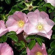 Rosa 'Frau Dagmar Hartopp' Rosa 'Frau Dagmar Hartopp'