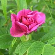 Rosa 'Hansa'