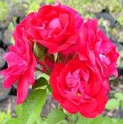 Rosa 'Linda Campbell' Rosa 'Linda Campbell'