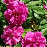 Rosa 'Moje Hammarberg' Rosa 'Moje Hammarberg'