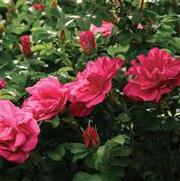 Rosa 'Purple Pavement'