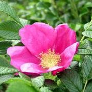 Rosa 'Rosa Rugosa'