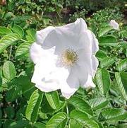 Rosa 'Rosa Rugosa Alba'