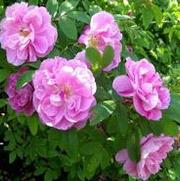 Rosa 'Therese Bugnet' Rosa 'Therese Bugnet'