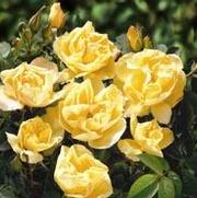Rosa 'Topaz Jewel' Rosa 'Topaz Jewel'