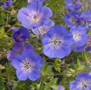 Geranium hybrid 'Rozanne'