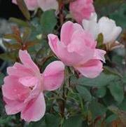 Rosa 'Blushing Knockout'