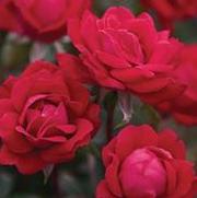 Rosa 'Double Knockout'