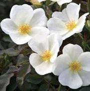 Rosa 'White Out' Rosa 'White Out'