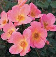 Rosa 'Rainbow Knockout' Rosa 'Rainbow Knockout'