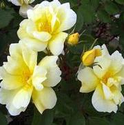 Rosa 'Sunny Knockout'