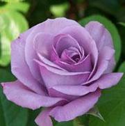 Rosa 'Blue Girl' Rosa 'Blue Girl'