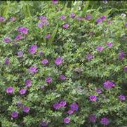 Geranium hybrid 'Tiny Monster' Geranium hybrid 'Tiny Monster'