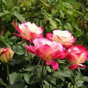 Rosa 'Double Delight' Rosa 'Double Delight'
