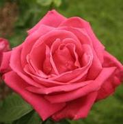 Rosa 'Miss All American Beauty' Rosa 'Miss All American Beauty'
