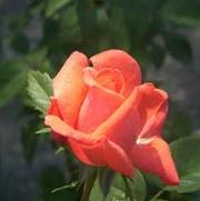 Rosa 'Tropicana' Rosa 'Tropicana'