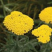 Achillea filipendula 'Coronation Gold'