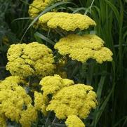 Achillea millefolium 'Moonshine'