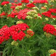 Achillea millefolium 'Paprika'