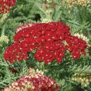 Achillea millefolium 'Tutti Frutti Pomegranate'