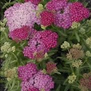 Achillea millefolium 'Saucy Seduction'