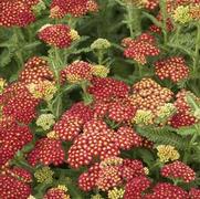 Achillea millefolium 'Strawberry Seduction'