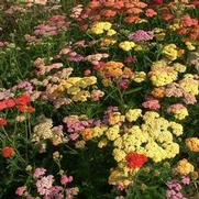 Achillea millefolium 'Summer Pastels'