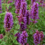 Agastache 'Blue Fortune' Agastache 'Blue Fortune'