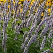 Agastache rupestris