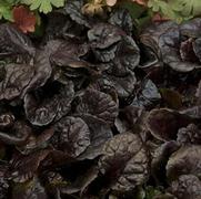 Ajuga reptans 'Black Scallop'